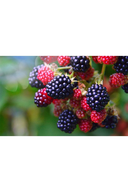 Добриво Свитязь Яра для ожини